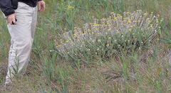 Helichrysum drakensbergense