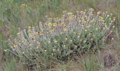 Helichrysum drakensbergense
