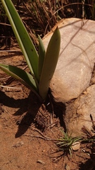 Eulophia tuberculata