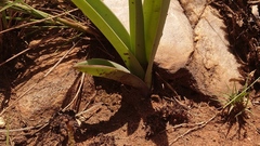 Eulophia tuberculata