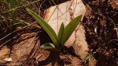 Eulophia tuberculata