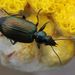 Colorful Foliage Ground Beetles - Photo (c) Alan Manson, some rights reserved (CC BY), uploaded by Alan Manson