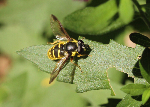 Unknown species found near Chanticleer, a pleasure garden, 786 Church Rd, Wayne, PA 19087, USA
