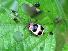 Alagoasa bipunctata