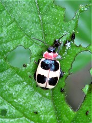 Alagoasa bipunctata