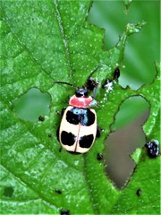 Alagoasa bipunctata