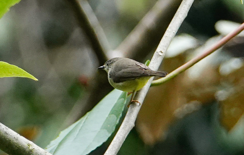 Pygmy Heleia (Heleia squamifrons), photo 5