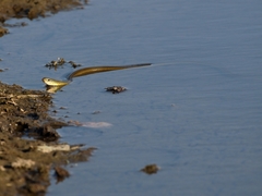 Natriciteres olivacea