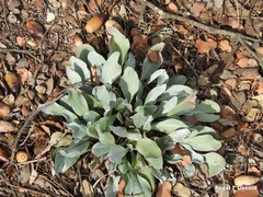 Cynoglossum cheirifolium