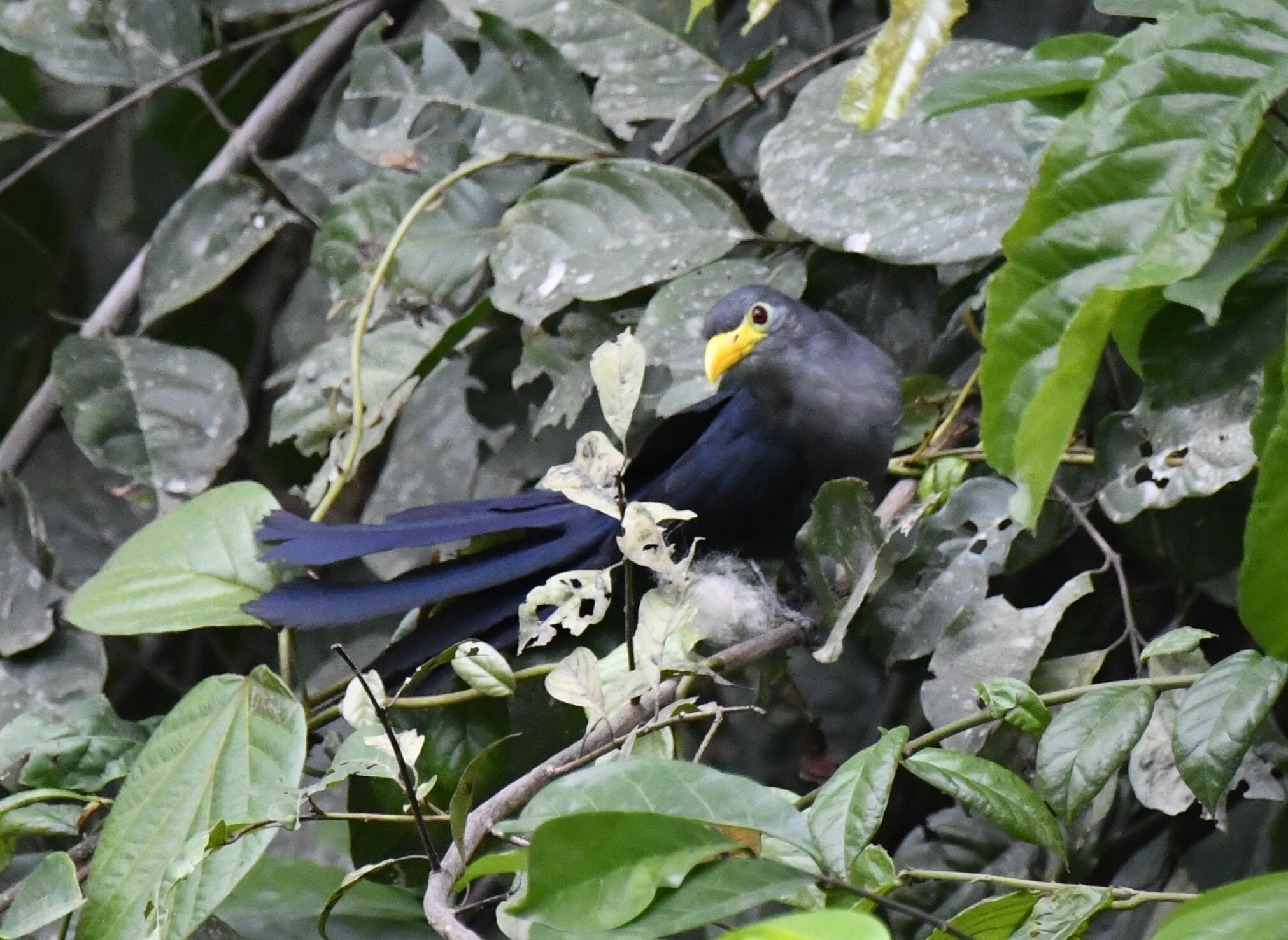 Blue Malkoha (Ceuthmochares aereus), photo 1