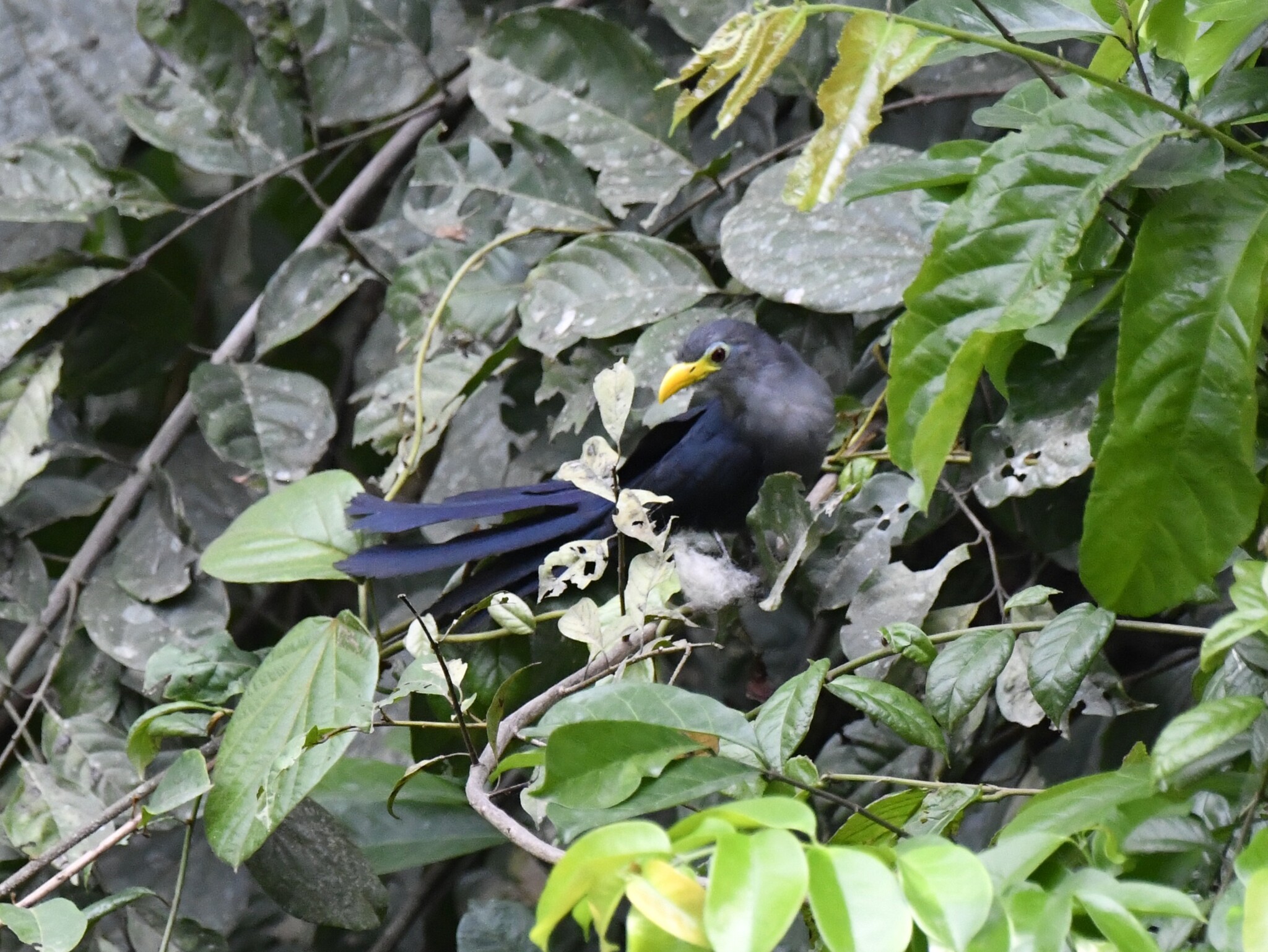 Blue Malkoha (Ceuthmochares aereus), photo 2