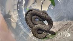 Storeria storerioides