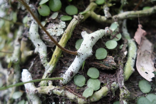 Goniophlebium formosanum, photograph 6