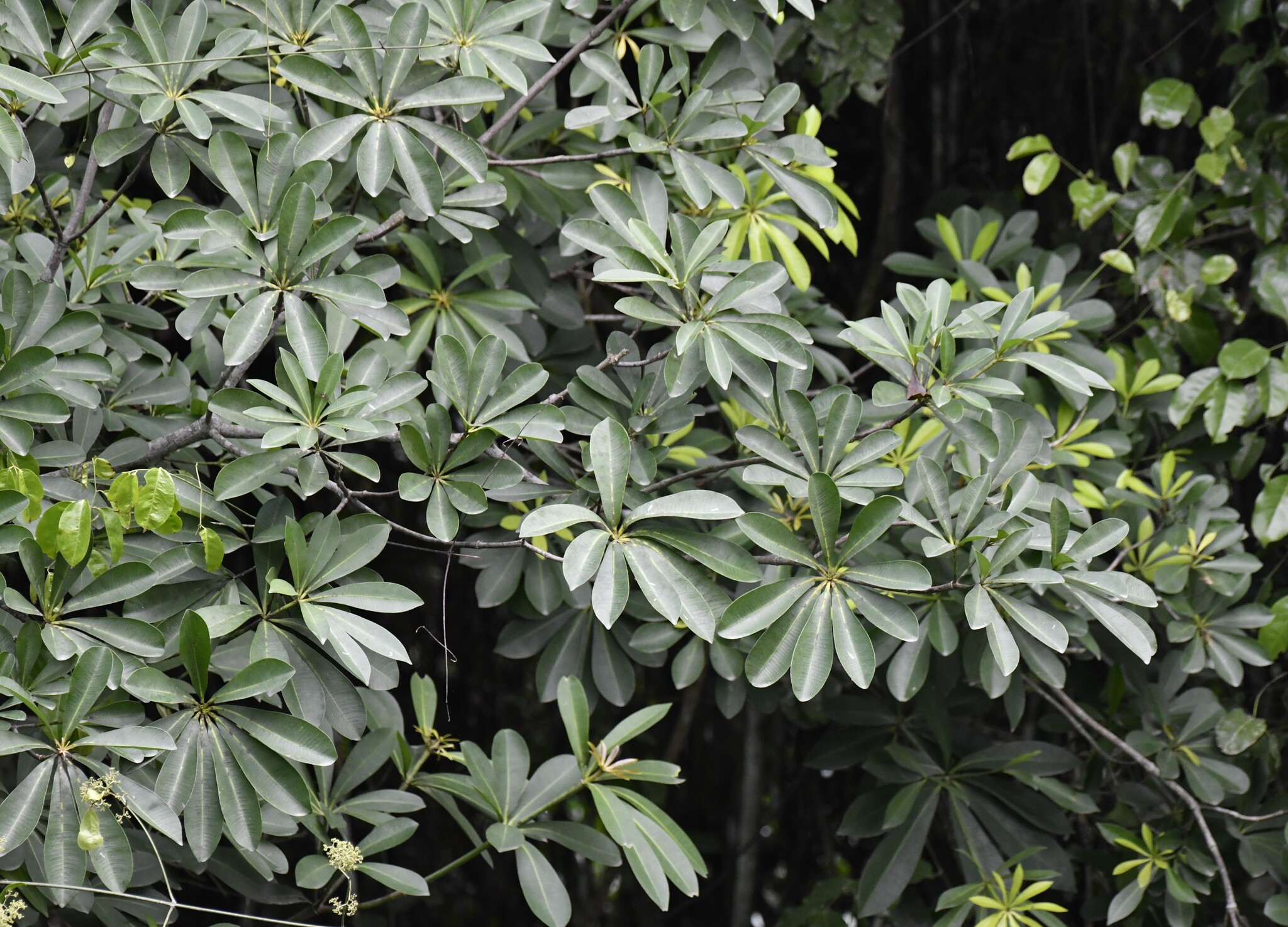 Alstonia (Alstonia boonei)