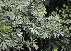 Alstonia boonei