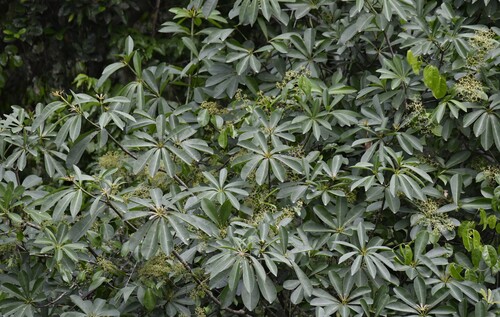 Alstonia boonei, photograph 3