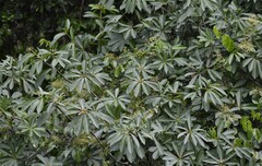 (c) Zac Peterson, some rights reserved (CC BY) Alstonia boonei, photograph (c) Zac Peterson, some rights reserved (CC BY)