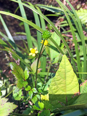 Ranunculus silerifolius