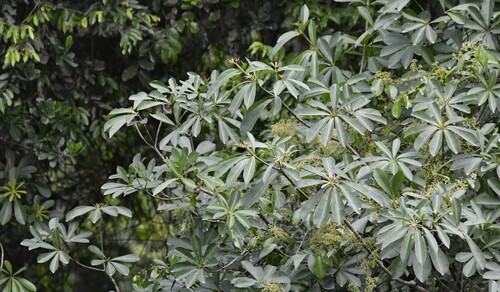 Alstonia boonei, photograph 2