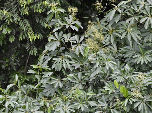 Alstonia boonei, photograph 4