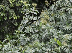 (c) Zac Peterson, some rights reserved (CC BY) Alstonia boonei, photograph (c) Zac Peterson, some rights reserved (CC BY)