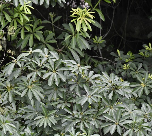 Alstonia boonei, photograph 1