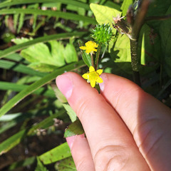Ranunculus silerifolius