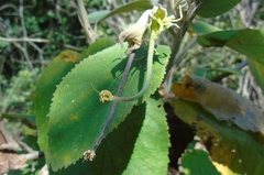 Helicteres baruensis