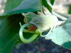 Helicteres baruensis