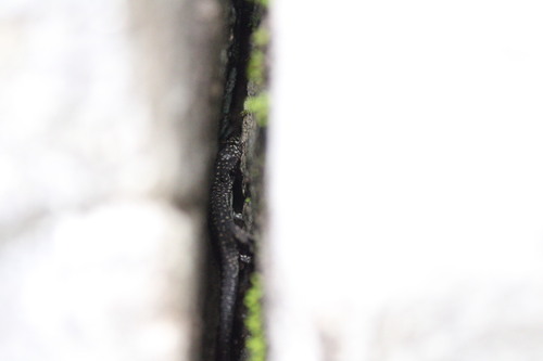 Gaige's Tropical Night Lizard, Lepidophyma gaigeae