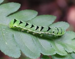 Callopistria japonibia