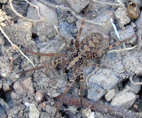 Ctenidae