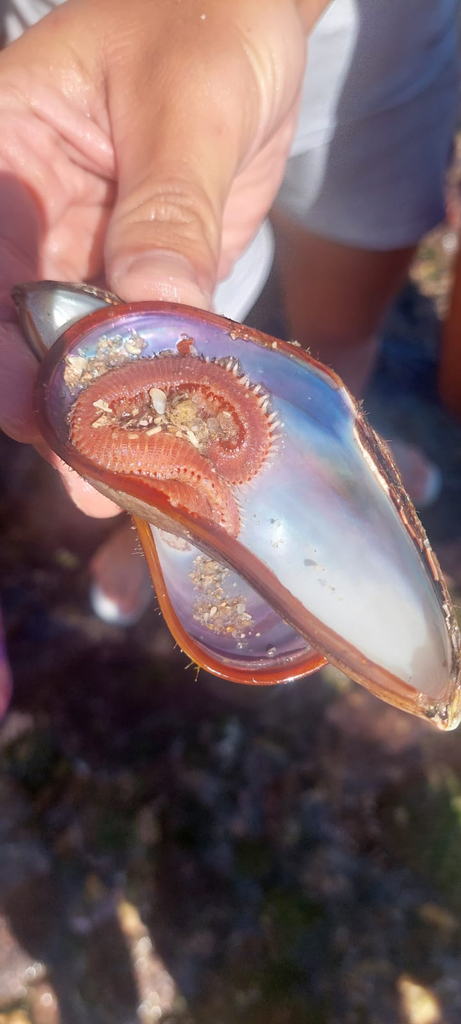 Photo of Flat fireworm (Eurythoe complanata)