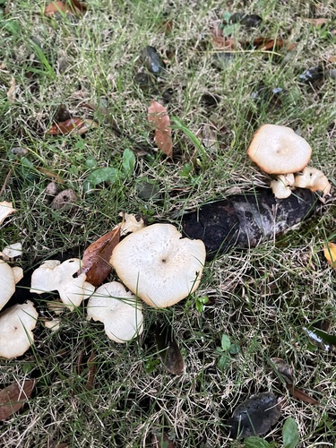 Lentinus squarrosulus