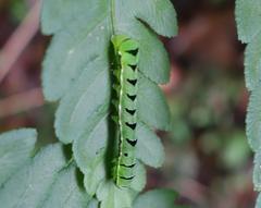 Callopistria japonibia