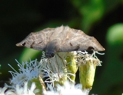 Arteurotia tractipennis