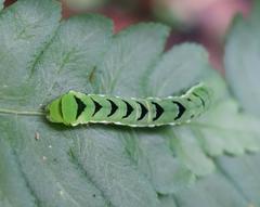 Callopistria japonibia