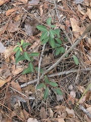 Ditrysinia fruticosa