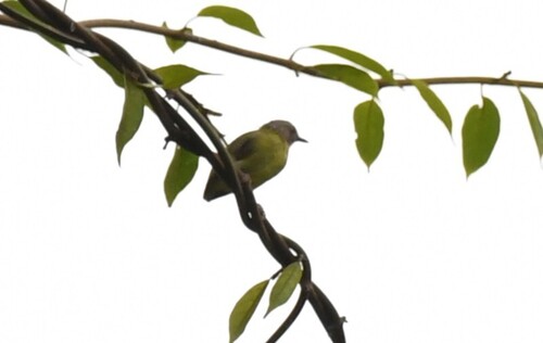 Lemon-bellied Crombec (Sylvietta denti), photo 6