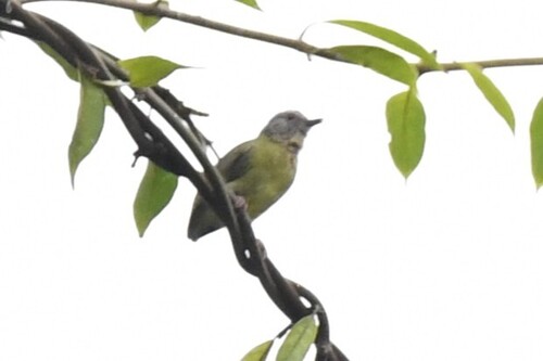 Lemon-bellied Crombec (Sylvietta denti), photo 2