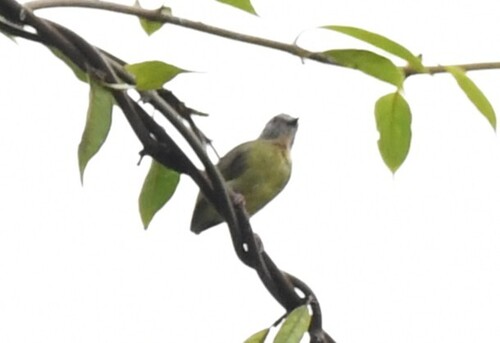 Lemon-bellied Crombec (Sylvietta denti), photo 4
