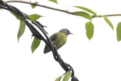 Lemon-bellied Crombec (Sylvietta denti), photo 2