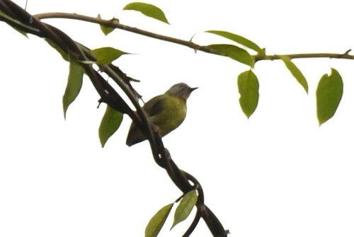 Lemon-bellied Crombec (Sylvietta denti), photo 3