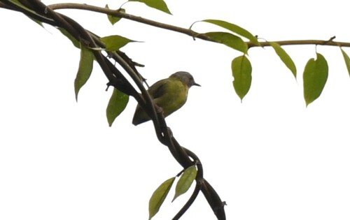 Lemon-bellied Crombec (Sylvietta denti), photo 5