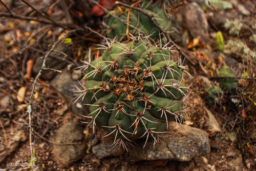 Gymnocalycium oenanthemum