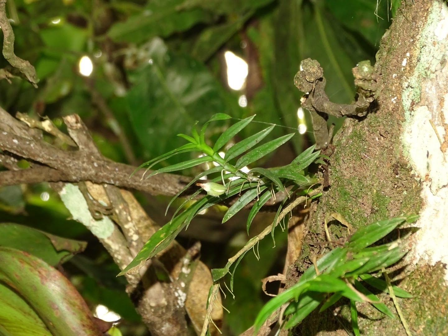 Dichaea panamensis