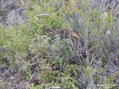 Dactylis glomerata hispanica