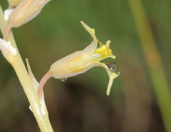 Dipcadi marlothii