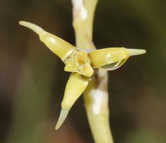 Dipcadi marlothii