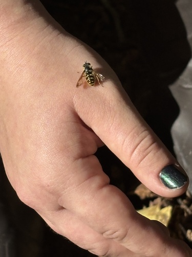 Unknown species found near Susquehanna State Park, Havre De Grace, MD, US
